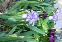 knox_irises_2013_email